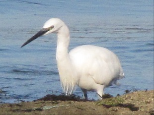 Aigrette garzette